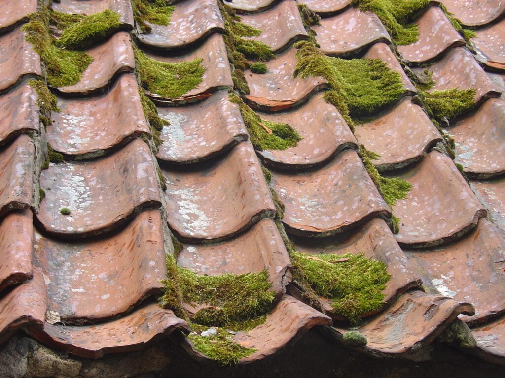 Moss present on old roof shingles.
