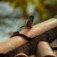 Can You Live in the House During a Roof Replacement? A bird that can live in the house during a roof replacement.